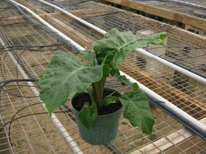 Low Rider Alocasia